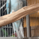 3 year old Indian Ringneck – Blue Female